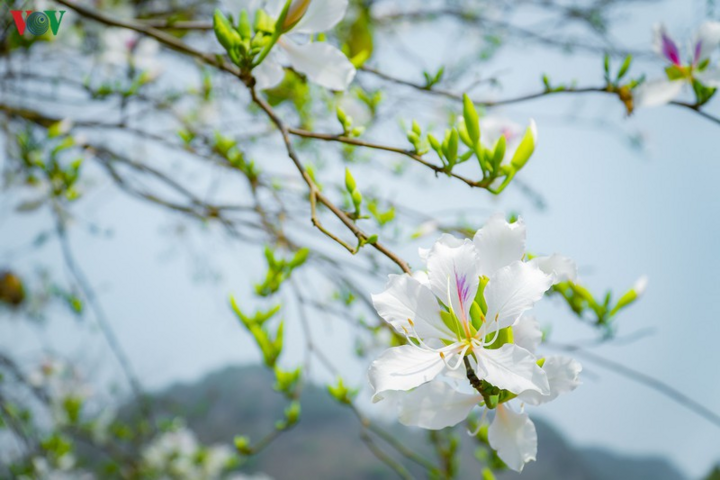 Ngây ngất mùa hoa ban nở ở Điện Biên - 7