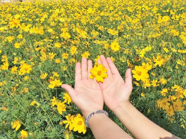 Cánh đồng hoa cánh bướm vàng rực bên dòng sông Đắk Bla - 11