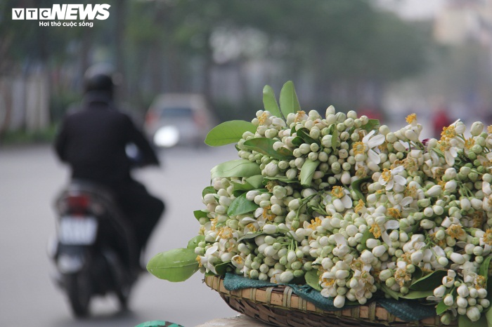 Hoa bưởi cuối mùa giá rẻ níu chân khách Hà Nội - 1