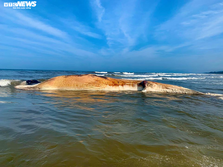 Cận cảnh đưa xác cá voi hơn 10 tấn vào bờ chôn cất ở Hà Tĩnh - 3