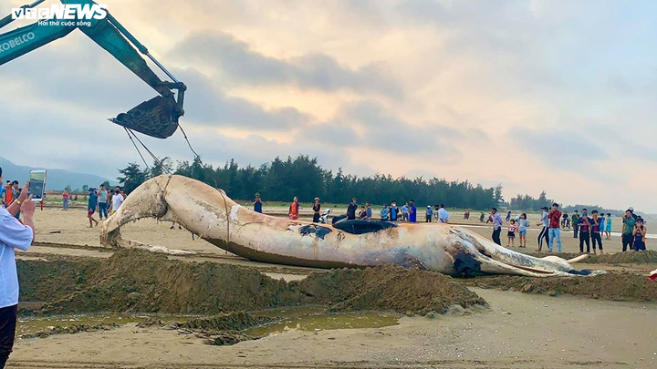Cận cảnh đưa xác cá voi hơn 10 tấn vào bờ chôn cất ở Hà Tĩnh - 1