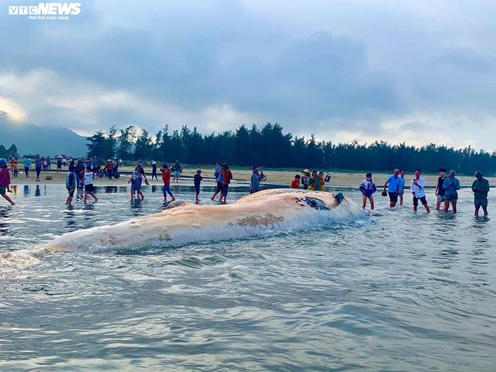 Cận cảnh đưa xác cá voi hơn 10 tấn vào bờ chôn cất ở Hà Tĩnh - 5