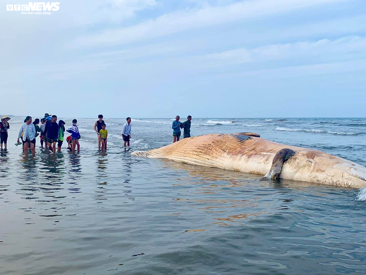 Cận cảnh đưa xác cá voi hơn 10 tấn vào bờ chôn cất ở Hà Tĩnh - 4