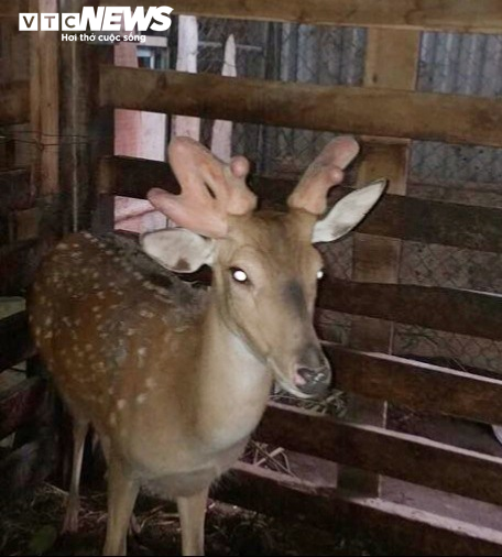 Dân Hà Tĩnh đổ xô đi xem chú hươu kỳ dị mọc 3 cành nhung - 1