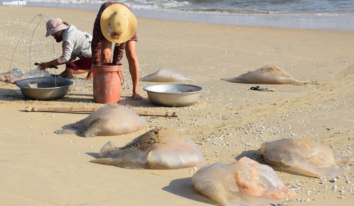 Trúng đậm sứa biển, ngư dân Quảng Nam bỏ túi bạc triệu mỗi ngày - 5