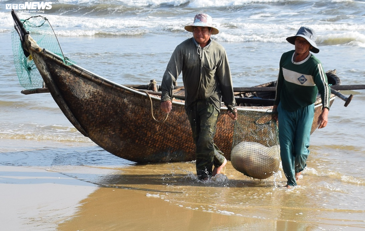 Trúng đậm sứa biển, ngư dân Quảng Nam bỏ túi bạc triệu mỗi ngày - 4
