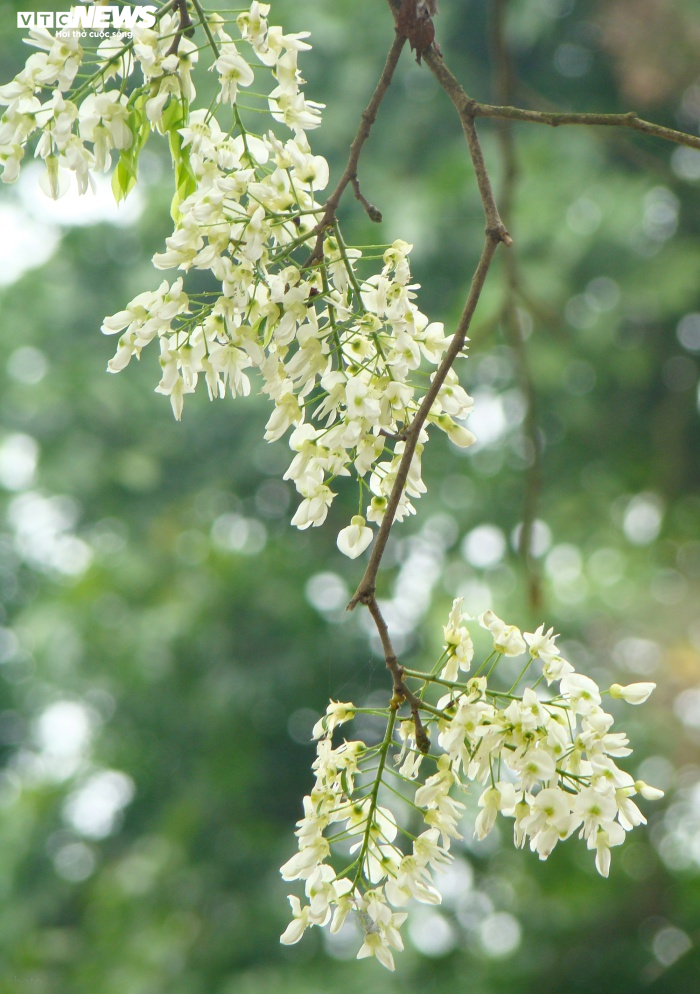 Ảnh: Tháng 3 về, ngắm hoa sưa bung nở trắng trời Hà Nội - 6