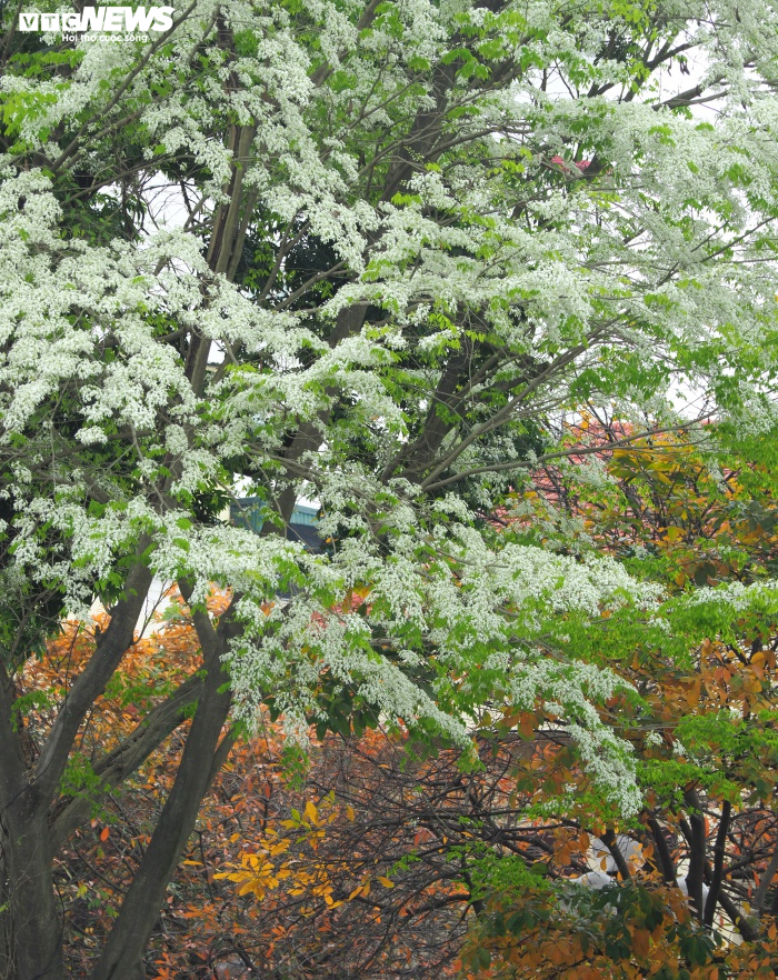 Ảnh: Tháng 3 về, ngắm hoa sưa bung nở trắng trời Hà Nội - 3
