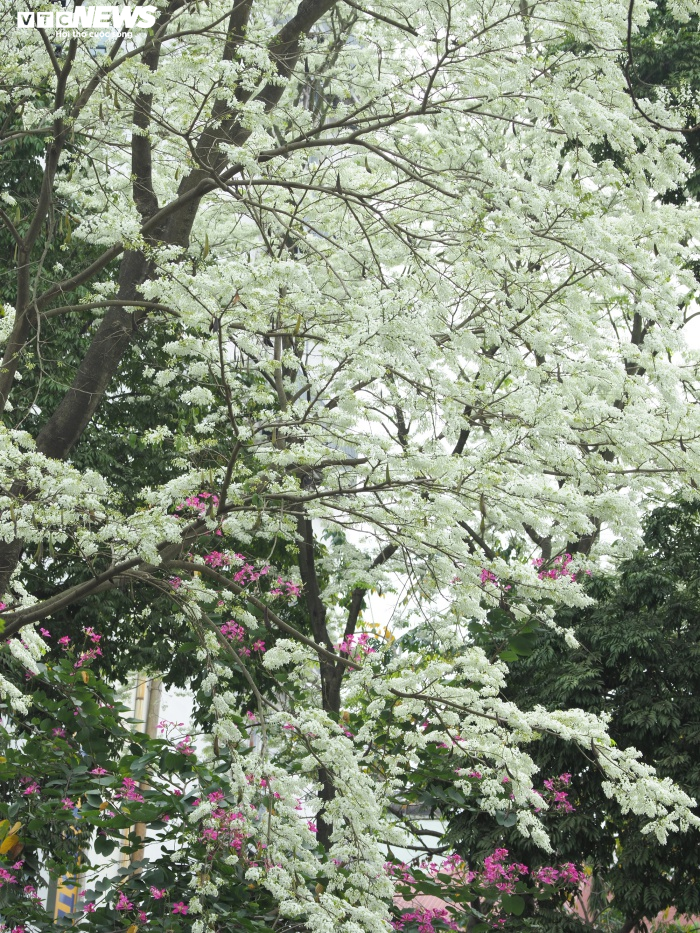 Ảnh: Tháng 3 về, ngắm hoa sưa bung nở trắng trời Hà Nội - 8