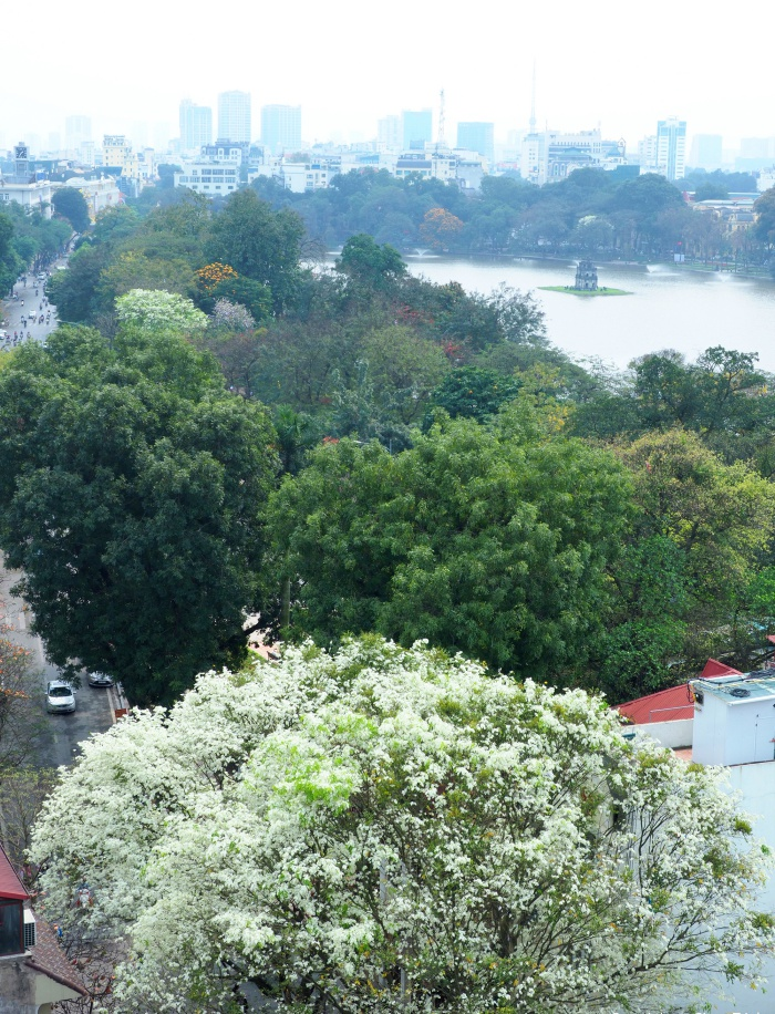 Ảnh: Tháng 3 về, ngắm hoa sưa bung nở trắng trời Hà Nội - 5