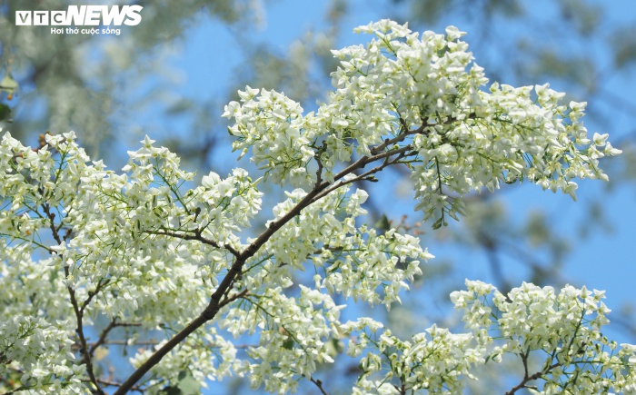 Ảnh: Tháng 3 về, ngắm hoa sưa bung nở trắng trời Hà Nội - 7