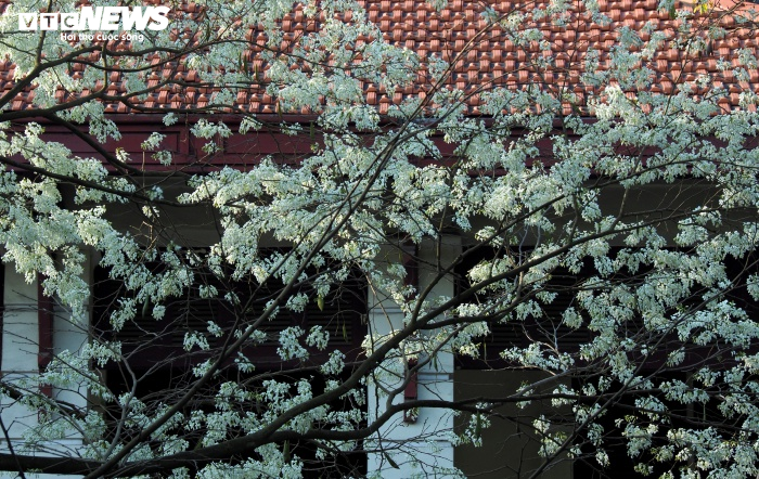 Ảnh: Tháng 3 về, ngắm hoa sưa bung nở trắng trời Hà Nội - 11