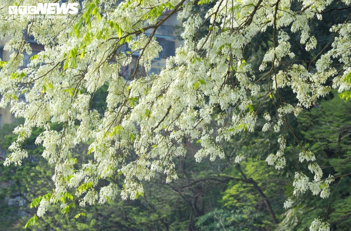 Ảnh: Tháng 3 về, ngắm hoa sưa bung nở trắng trời Hà Nội - 10