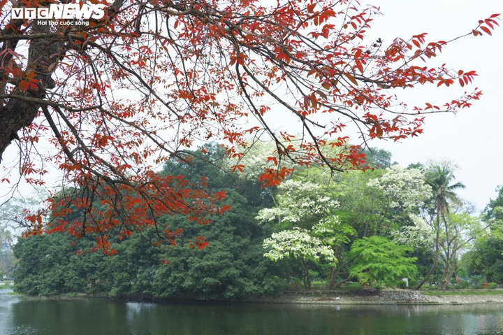 Ảnh: Tháng 3 về, ngắm hoa sưa bung nở trắng trời Hà Nội - 4