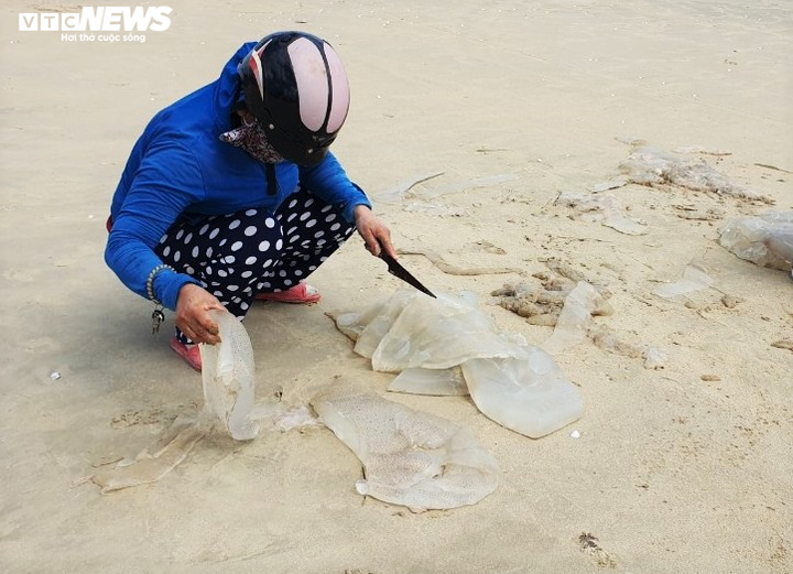 Trúng đậm sứa biển, ngư dân Quảng Nam bỏ túi bạc triệu mỗi ngày - 8