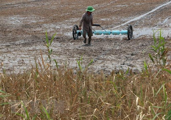 Hạn, mặn ở Cà Mau: Tranh cãi về việc bơm nước mặn vào sông để tránh sụt lở - 1