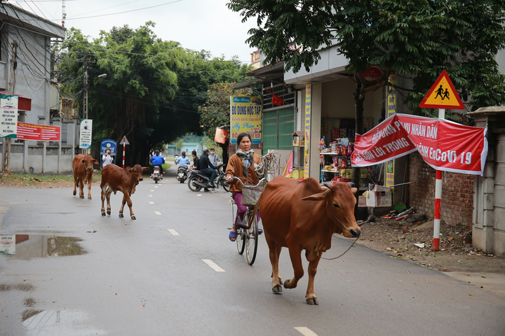 Ảnh: Sơn Lôi trở lại nhịp sống bình thường sau 20 ngày cách ly chống Covid-19 - 6