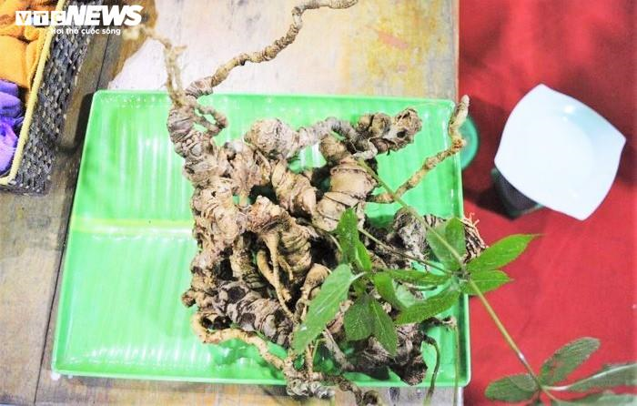 3 ngày bán 65 kg sâm Ngọc Linh, thu gần 5,5 tỷ đồng - 1