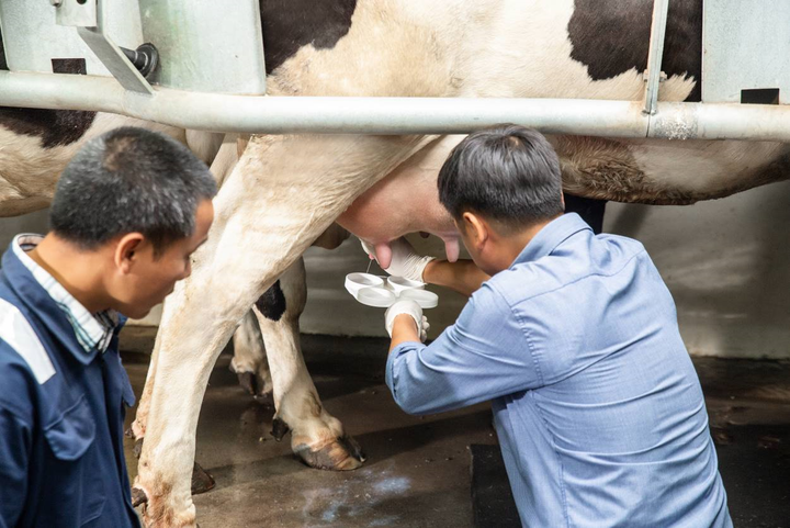 Hồng Diễm bất ngờ với tầm vóc và triết lý của Cô Gái Hà Lan sau 12 giờ khám phá - 3