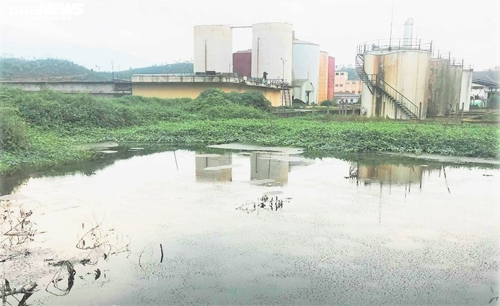 Nhà máy cồn bốc mùi thối ở Quảng Nam: Lập phương án di dời dân - 1