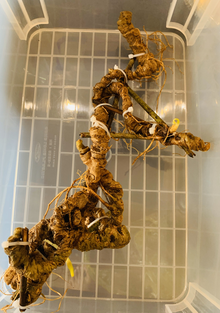 Chiêm ngưỡng 'báu vật' Sâm Ngọc Linh rừng hơn 100 năm tuổi dáng rồng lượn - 2