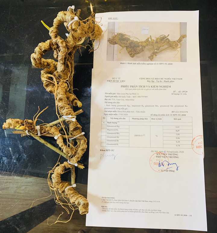 Chiêm ngưỡng 'báu vật' Sâm Ngọc Linh rừng hơn 100 năm tuổi dáng rồng lượn - 5