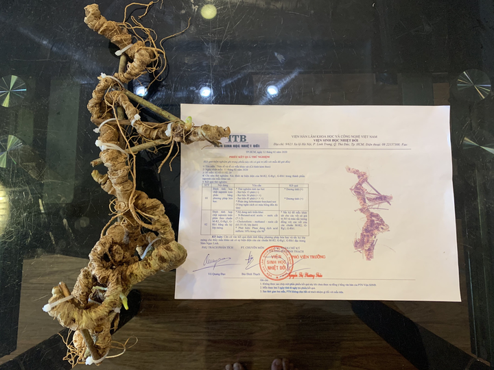 Chiêm ngưỡng 'báu vật' Sâm Ngọc Linh rừng hơn 100 năm tuổi dáng rồng lượn - 6