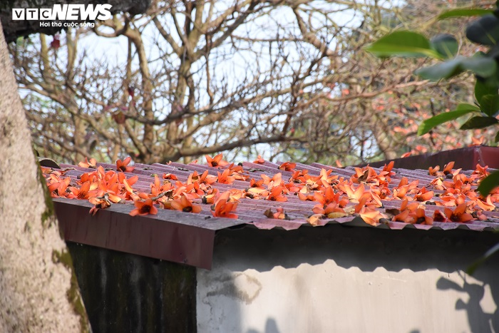 Ảnh: 5 cây gạo đỏ rực giữa trời tháng 3 bên ngôi đền cổ Hải Phòng - 13