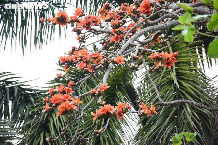 Ảnh: 5 cây gạo đỏ rực giữa trời tháng 3 bên ngôi đền cổ Hải Phòng - 19