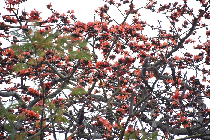 Ảnh: 5 cây gạo đỏ rực giữa trời tháng 3 bên ngôi đền cổ Hải Phòng - 3