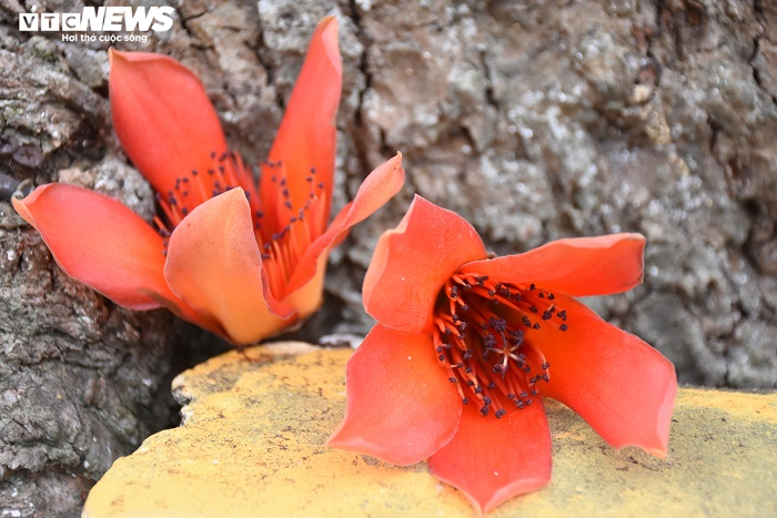 Ảnh: 5 cây gạo đỏ rực giữa trời tháng 3 bên ngôi đền cổ Hải Phòng - 12