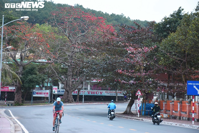 Ảnh: 5 cây gạo đỏ rực giữa trời tháng 3 bên ngôi đền cổ Hải Phòng - 2