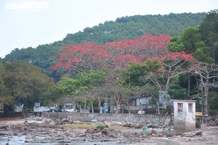 Ảnh: 5 cây gạo đỏ rực giữa trời tháng 3 bên ngôi đền cổ Hải Phòng - 1