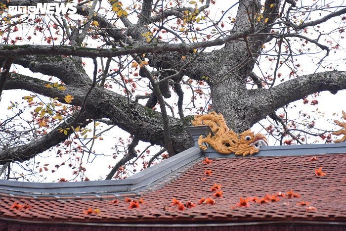 Ảnh: 5 cây gạo đỏ rực giữa trời tháng 3 bên ngôi đền cổ Hải Phòng - 14