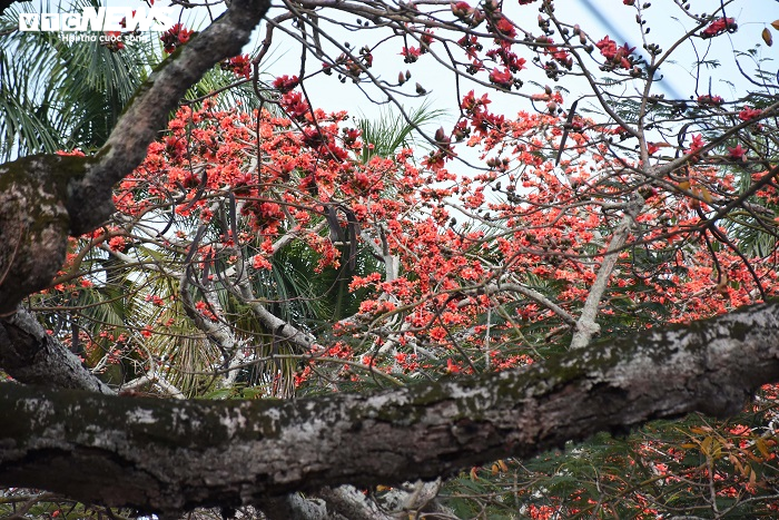 Ảnh: 5 cây gạo đỏ rực giữa trời tháng 3 bên ngôi đền cổ Hải Phòng - 18