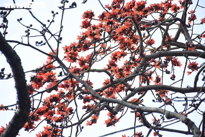 Ảnh: 5 cây gạo đỏ rực giữa trời tháng 3 bên ngôi đền cổ Hải Phòng - 7