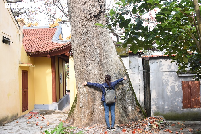 Ảnh: 5 cây gạo đỏ rực giữa trời tháng 3 bên ngôi đền cổ Hải Phòng - 10