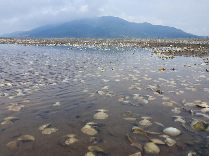 Xác định nguyên nhân ngao chết trắng đầm ở Hà Tĩnh - 1