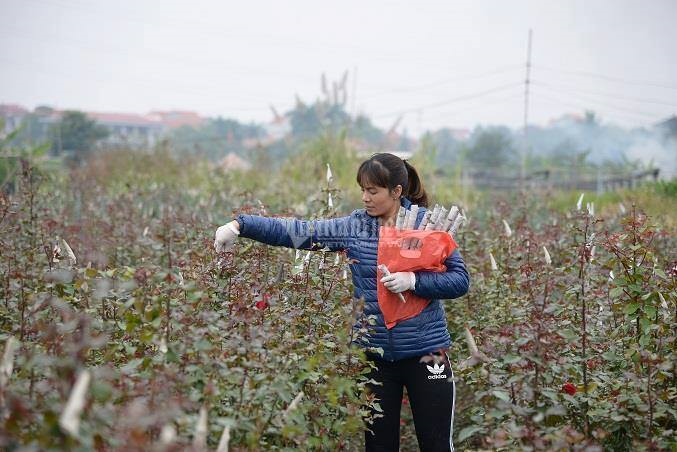 Chuyện chưa từng có: Giá hoa 8/3 giảm mạnh - 2