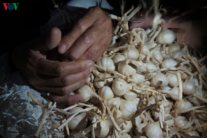 Ảnh: Cuộc sống mưu sinh nhọc nhằn của phụ nữ đảo Lý Sơn - 10