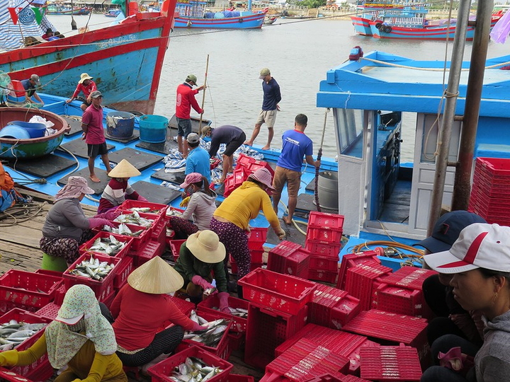 Ảnh: Cuộc sống mưu sinh nhọc nhằn của phụ nữ đảo Lý Sơn - 14