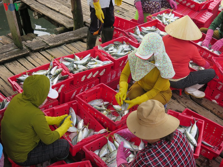 Ảnh: Cuộc sống mưu sinh nhọc nhằn của phụ nữ đảo Lý Sơn - 15