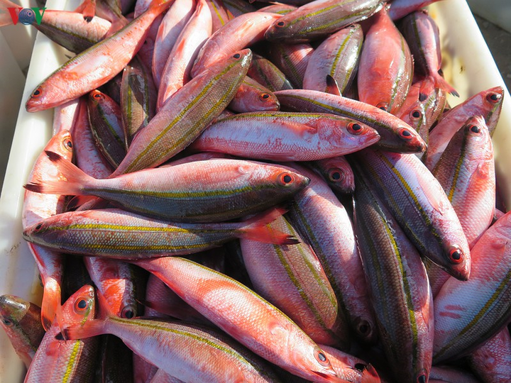 Ảnh: Cuộc sống mưu sinh nhọc nhằn của phụ nữ đảo Lý Sơn - 16