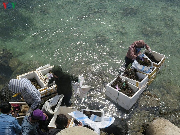 Ảnh: Cuộc sống mưu sinh nhọc nhằn của phụ nữ đảo Lý Sơn - 2