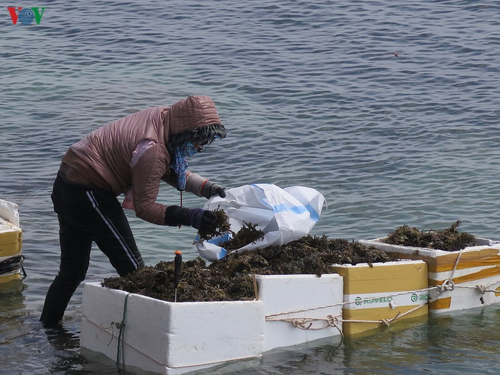 Ảnh: Cuộc sống mưu sinh nhọc nhằn của phụ nữ đảo Lý Sơn - 3