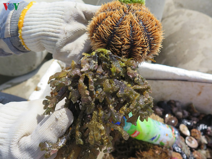 Ảnh: Cuộc sống mưu sinh nhọc nhằn của phụ nữ đảo Lý Sơn - 5