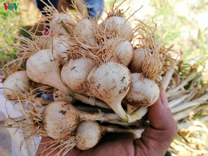 Ảnh: Cuộc sống mưu sinh nhọc nhằn của phụ nữ đảo Lý Sơn - 7