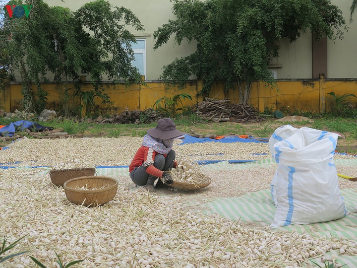 Ảnh: Cuộc sống mưu sinh nhọc nhằn của phụ nữ đảo Lý Sơn - 9