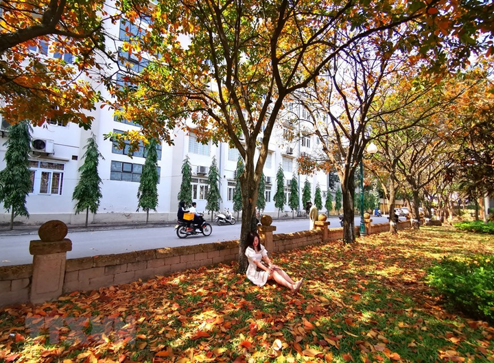 Ảnh: Con đường lá vàng đẹp ngất ngây tại Đại học Sư phạm Hà Nội - 1