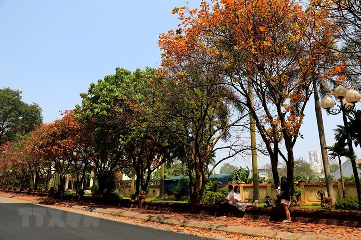 Ảnh: Con đường lá vàng đẹp ngất ngây tại Đại học Sư phạm Hà Nội - 2